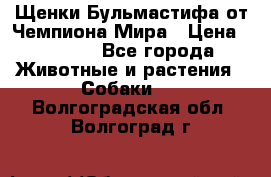 Щенки Бульмастифа от Чемпиона Мира › Цена ­ 1 000 - Все города Животные и растения » Собаки   . Волгоградская обл.,Волгоград г.